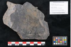 Foto (Objekt + Etikett) von Flabellaria sublongirhachis Ettingshausen (NHMW-GEO-2024-0188-10232)